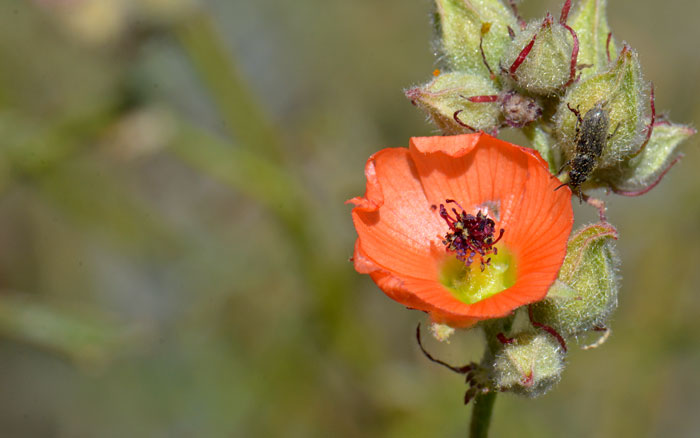 Sphaeralcea coccinea, Scarlet Globemallow Sphaeralcea coccinea, Scarlet Globemallow